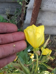 Oenothera