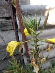Oenothera