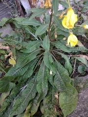 Oenothera