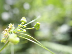 Neonelsonia angustifolia (Neonelsonia acuminata)