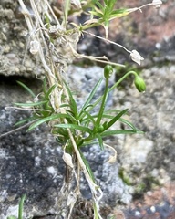 Sagina procumbens