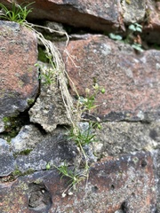 Sagina procumbens