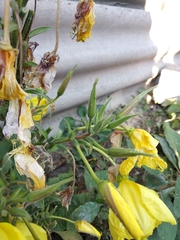 Oenothera