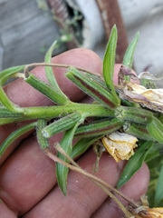 Oenothera