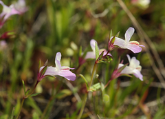 Collinsia sparsiflora collina