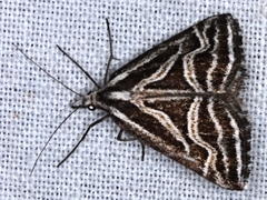 Dichromodes confluaria