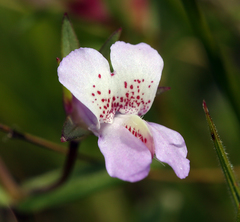 Collinsia sparsiflora collina