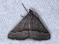 Dichromodes ornata