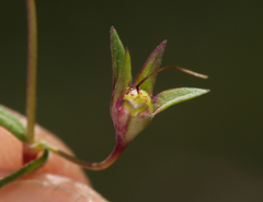 Collinsia sparsiflora collina