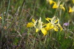 Moraea ciliata