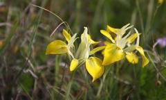 Moraea ciliata