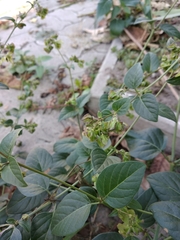 Mirabilis nyctaginea