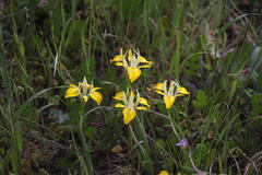Moraea ciliata