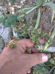Mirabilis nyctaginea
