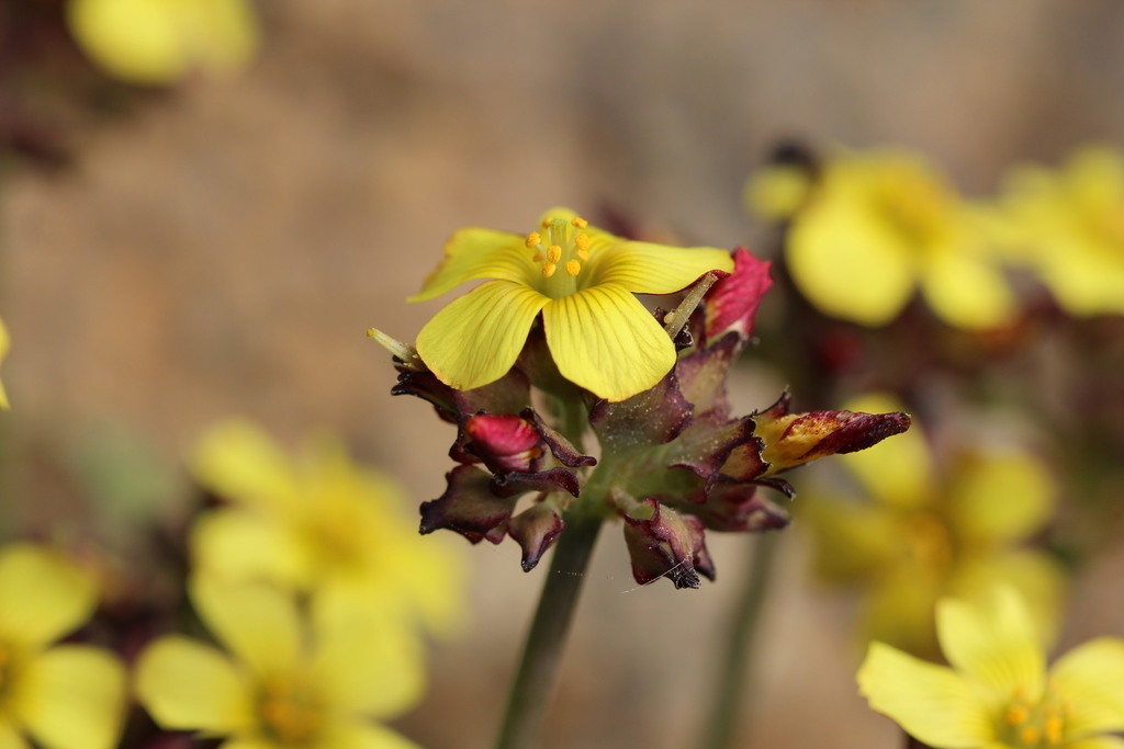 Oxalis