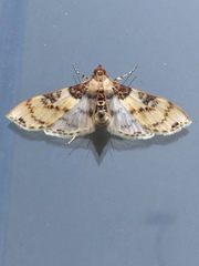 Azochis rufidiscalis
