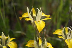 Moraea ciliata