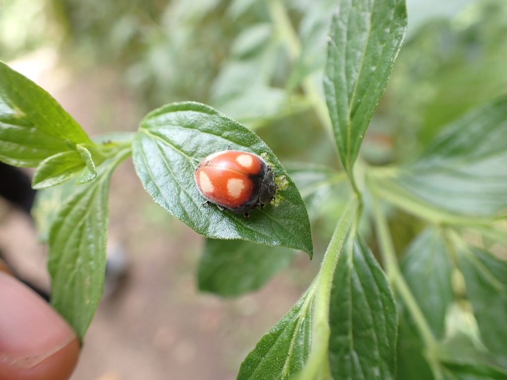 Epilachna dorsigera