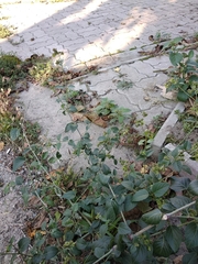 Mirabilis nyctaginea