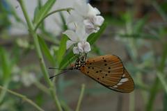 Acraea encedon encedon