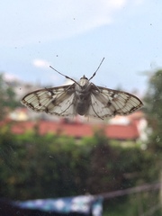Azochis rufidiscalis