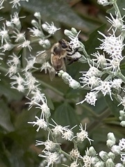 Apis mellifera