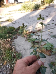 Mirabilis nyctaginea