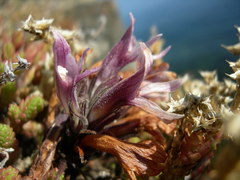 Aphyllon californicum californicum