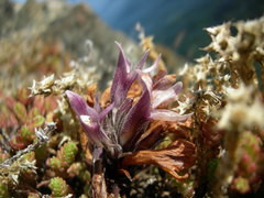 Aphyllon californicum californicum
