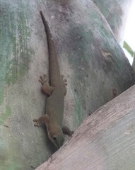 Phelsuma dubia