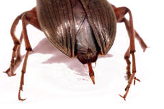 Amorphopoda elateroides