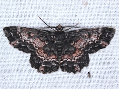Hypodoxa horridata