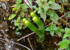 Phlegmariurus hystrix