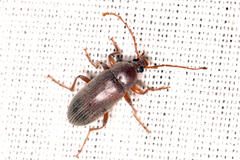 Amorphopoda elateroides