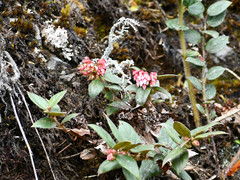 Gaultheria glomerata