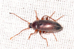 Amorphopoda elateroides