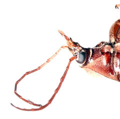 Amorphopoda elateroides