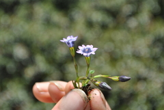 Gentiana aristata