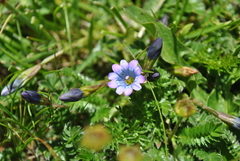Gentiana aristata