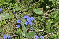 Gentiana crassuloides