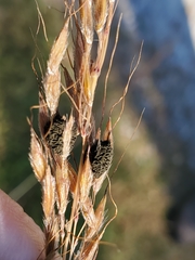 Epicoccum andropogonis