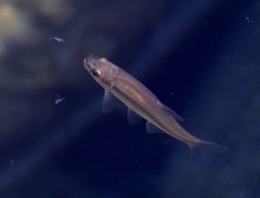 Pimephales notatus