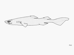 Hooktooth Dogfish photo 4