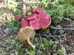 Suillus paluster