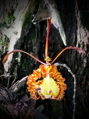 Psychopsis