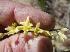 Gnidia geminiflora