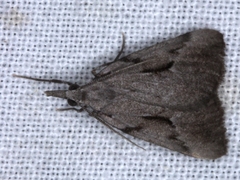 Phrixocomes ophiucha