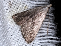 Phrixocomes ophiucha