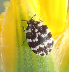 Anthrenus albostictus