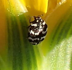 Anthrenus albostictus